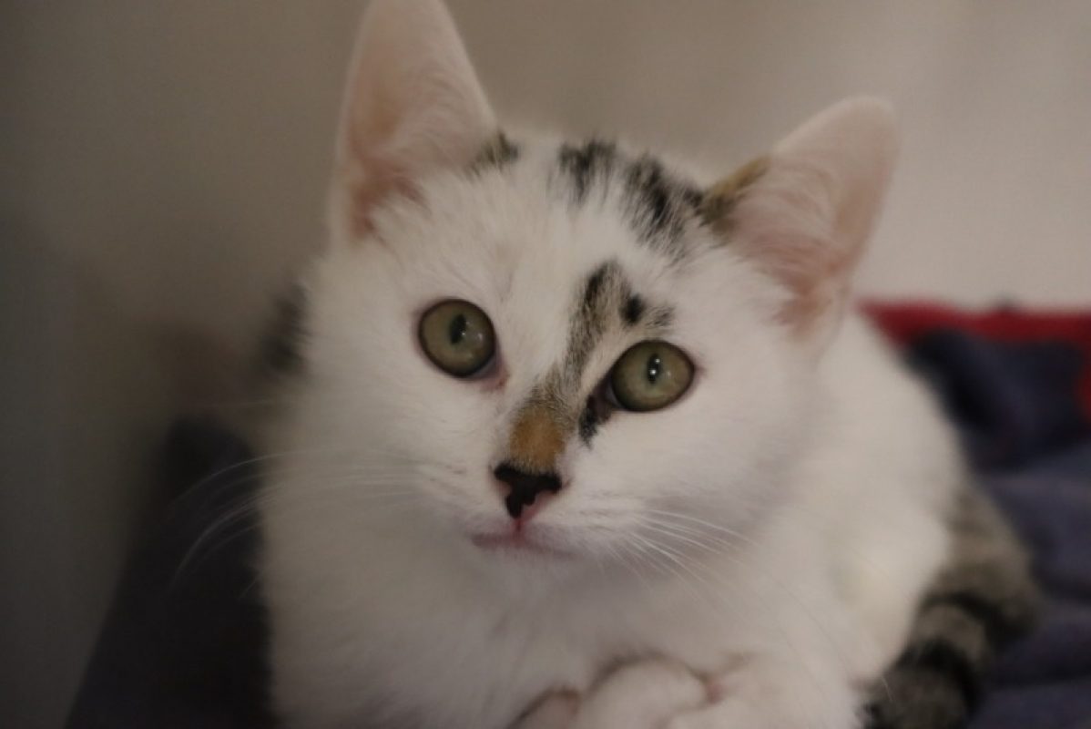 West - Chat Européen à adopter