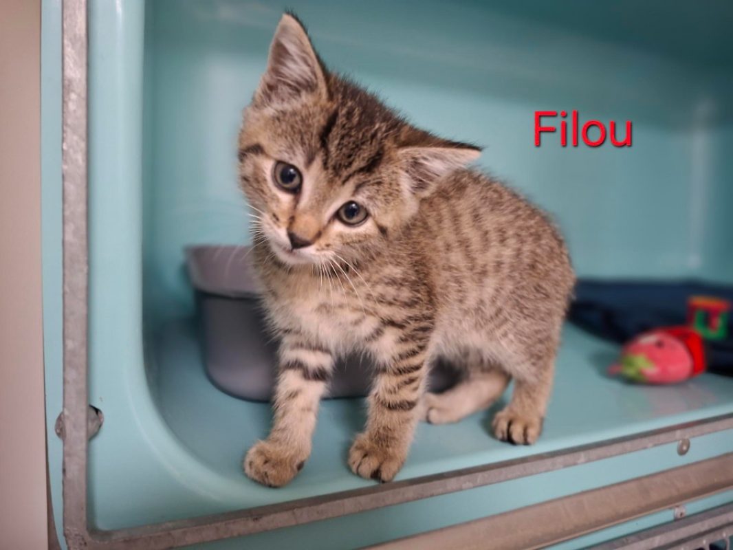 Filou - Chat Européen à adopter