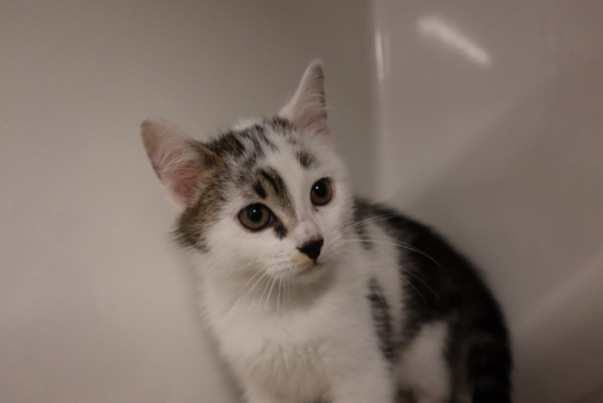 Harper - Chat Européen à adopter