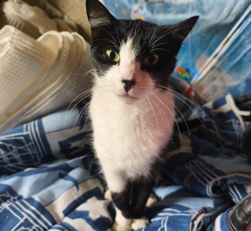 Kitty - Chat Européen à adopter
