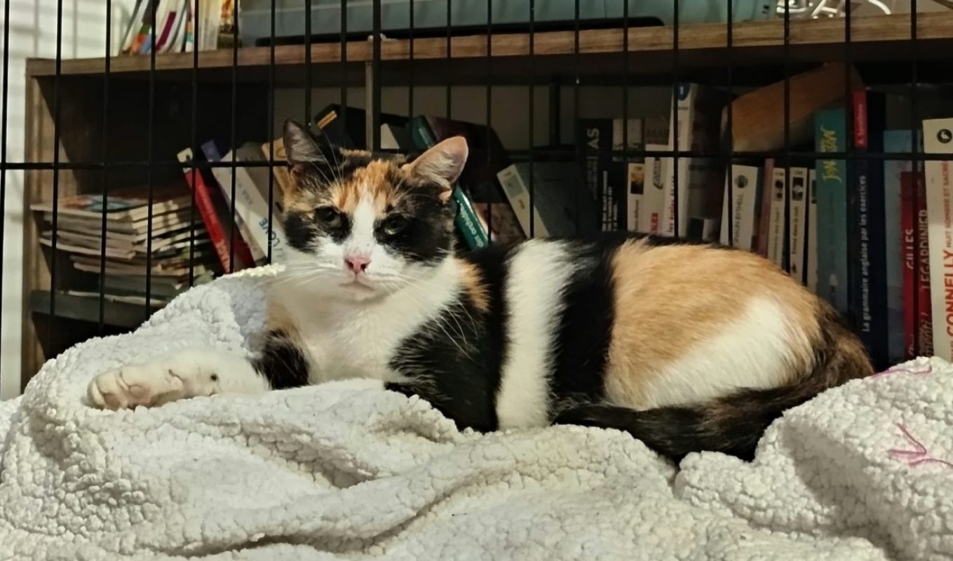 Calie - Chat Européen à adopter