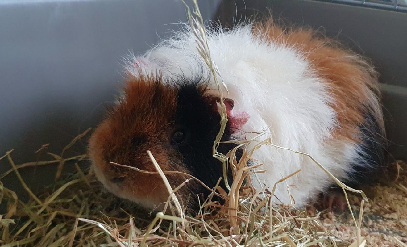 Jojo - Rongeur Cobaye à adopter