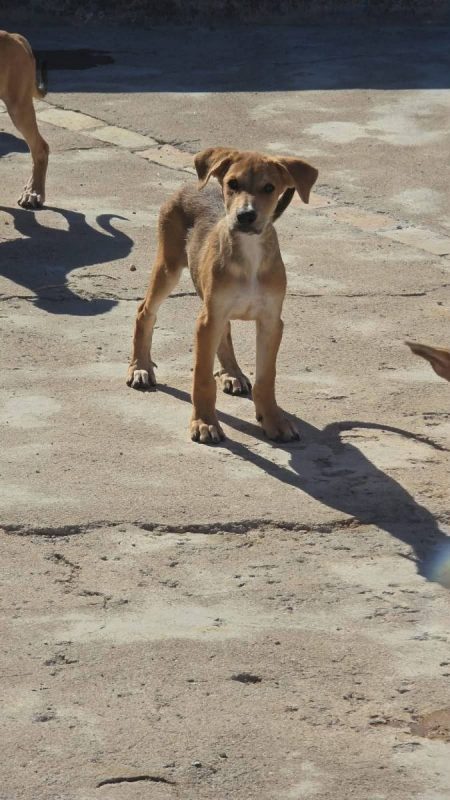 Puma - Chien à adopter - photo 3
