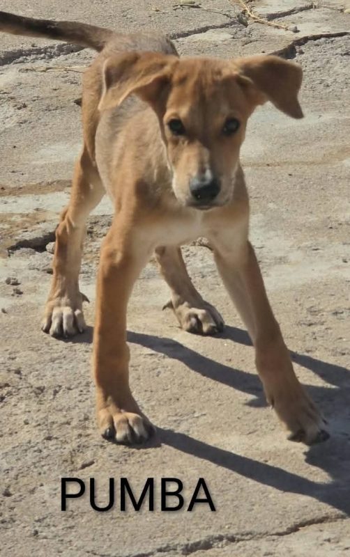 Puma - Chien à adopter - photo 4