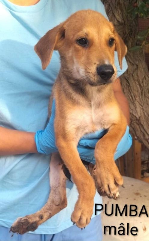 Puma - Chien à adopter