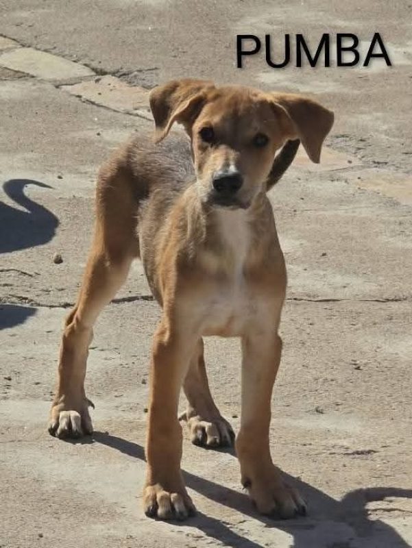 Puma - Chien à adopter - photo 2