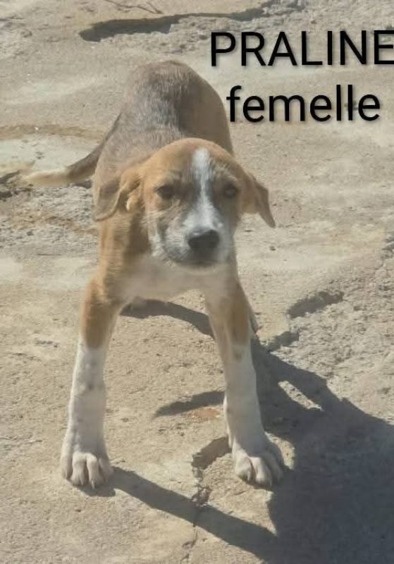 Praline - Chien à adopter - photo 2