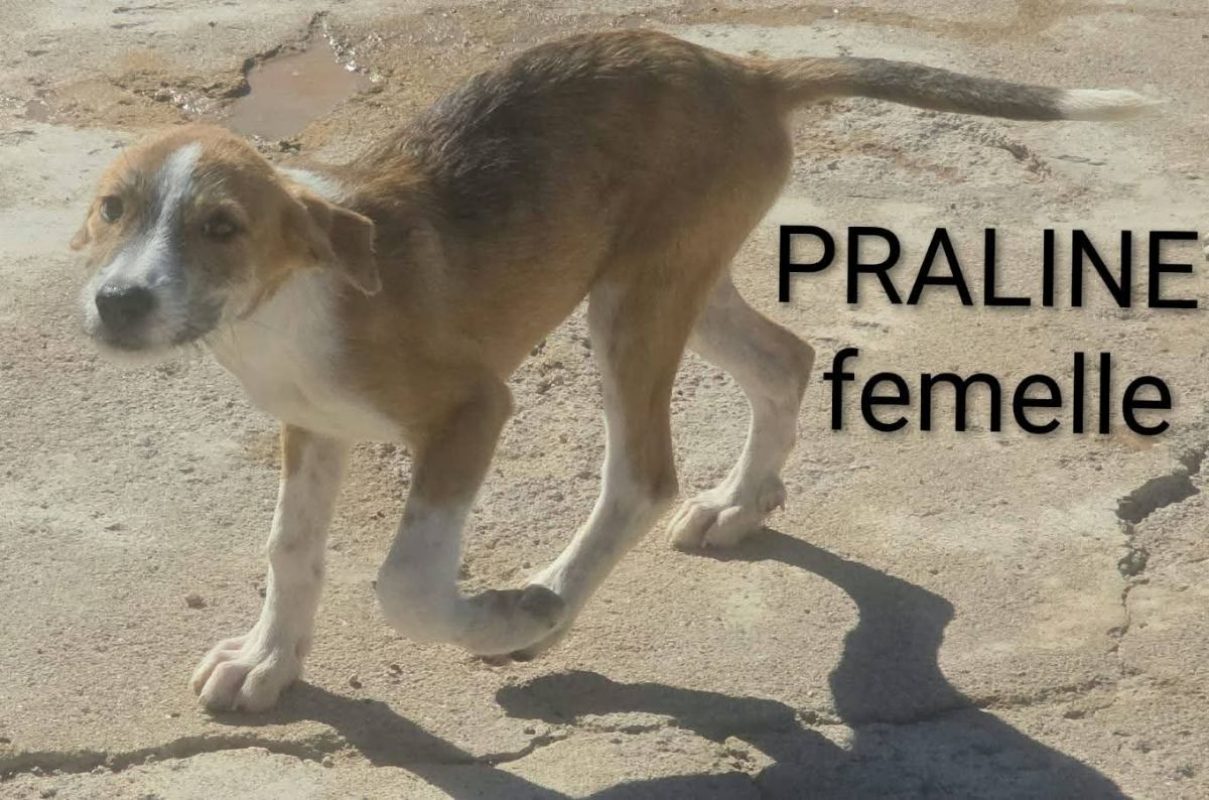 Praline - Chien à adopter - photo 3