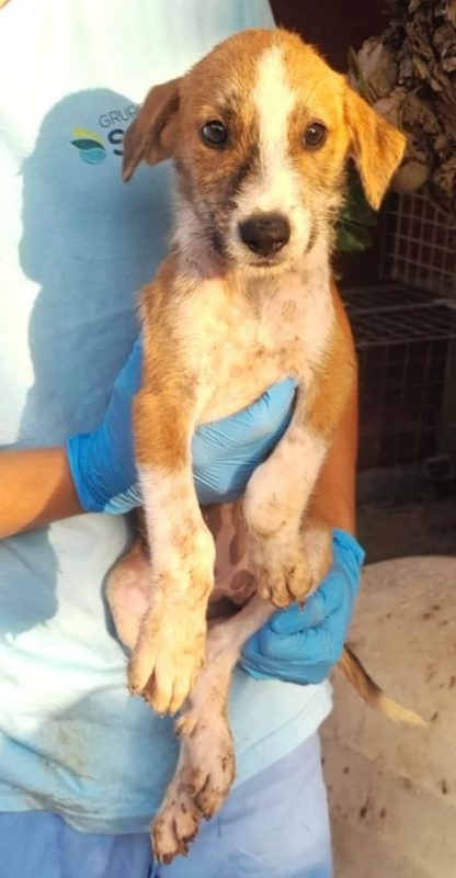 Praline - Chien à adopter