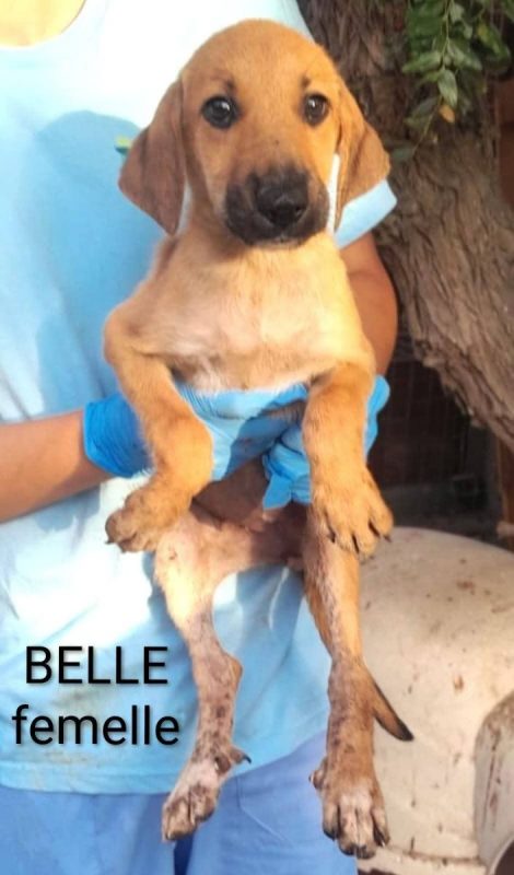 Belle - Chien à adopter