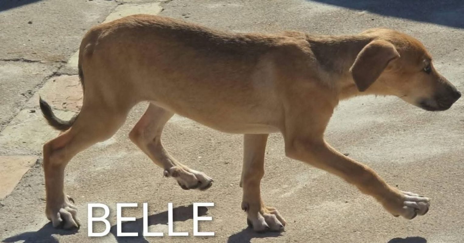 Belle - Chien à adopter - photo 3