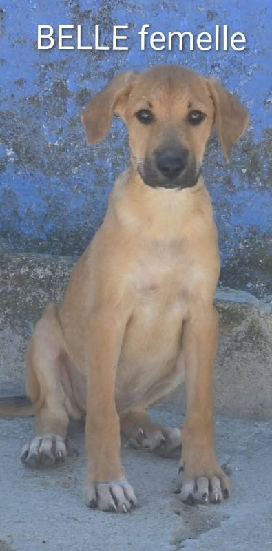 Belle - Chien à adopter - photo 2