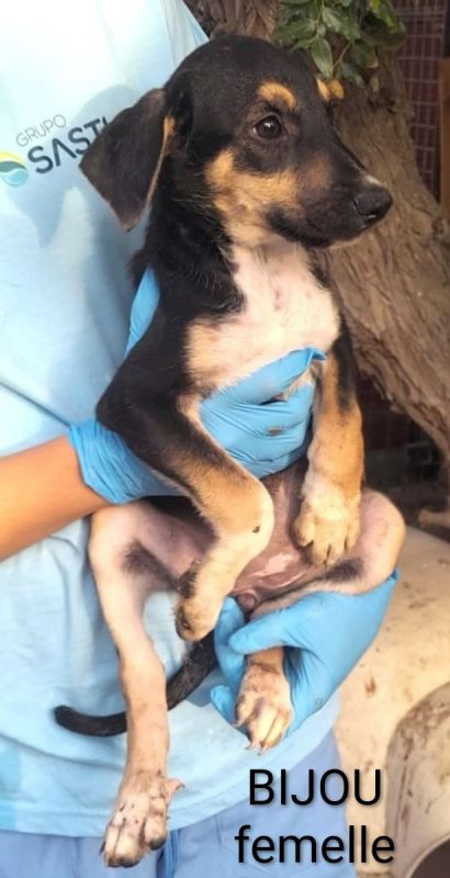 Bijou - Chien à adopter - photo 4