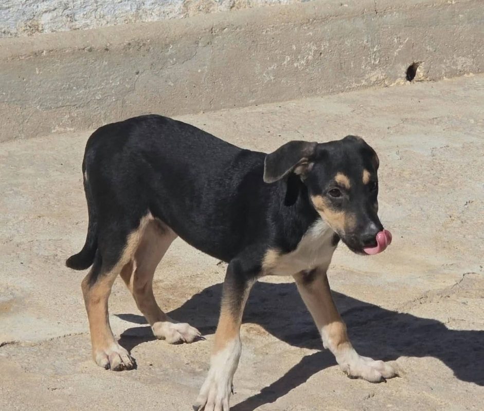 Bijou - Chien à adopter - photo 3
