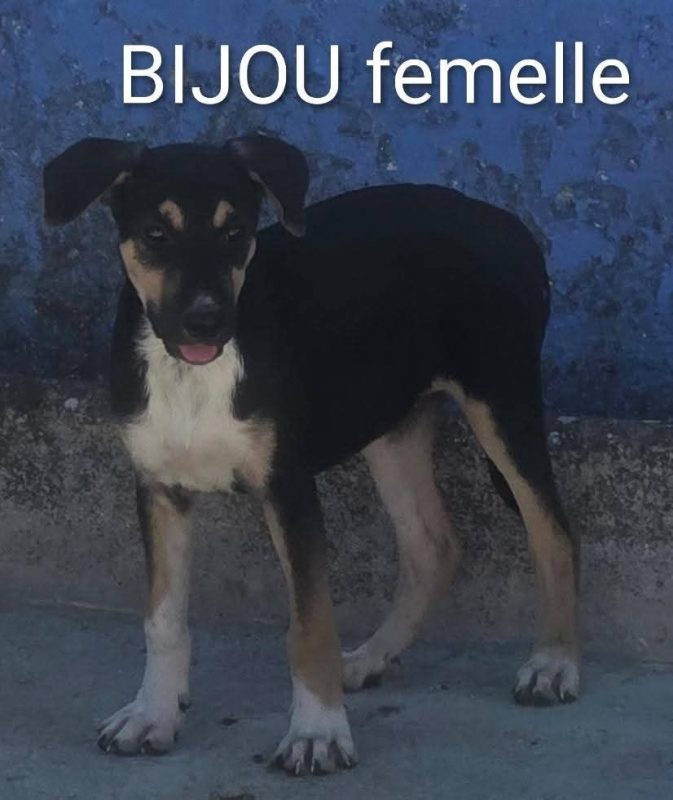 Bijou - Chien à adopter - photo 2