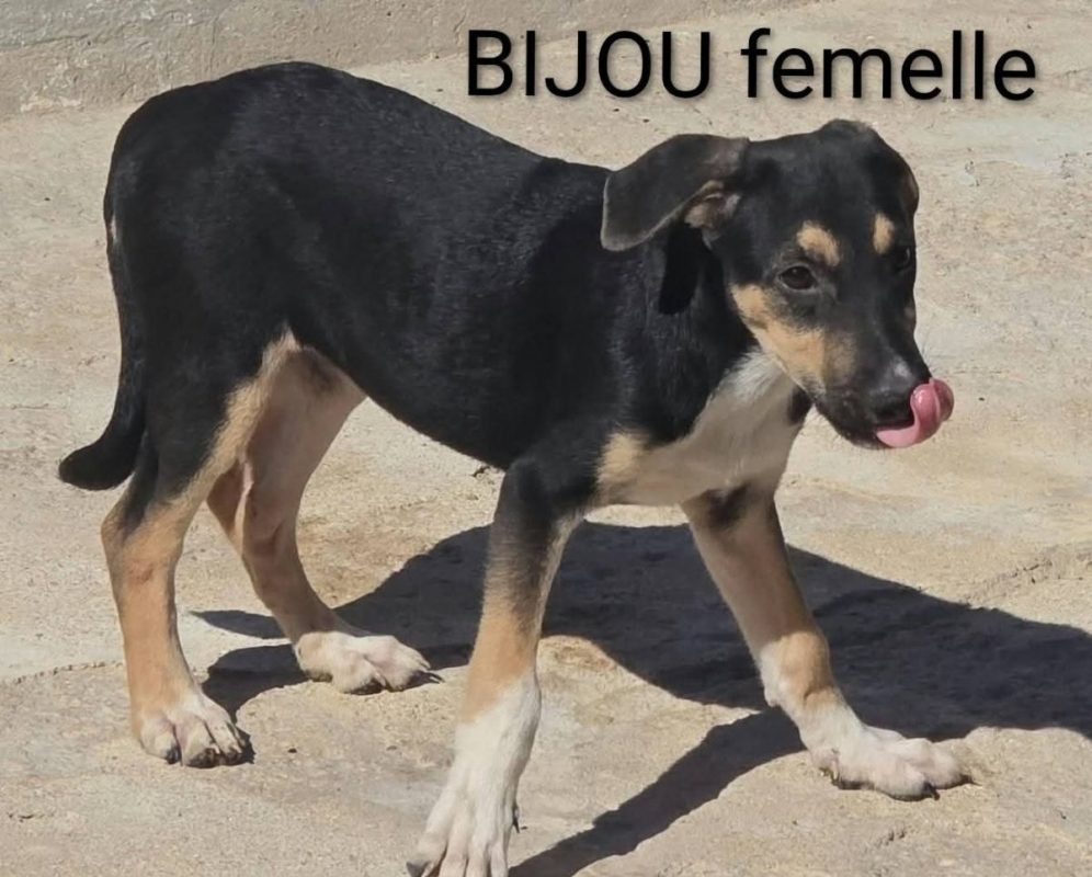 Bijou - Chien à adopter