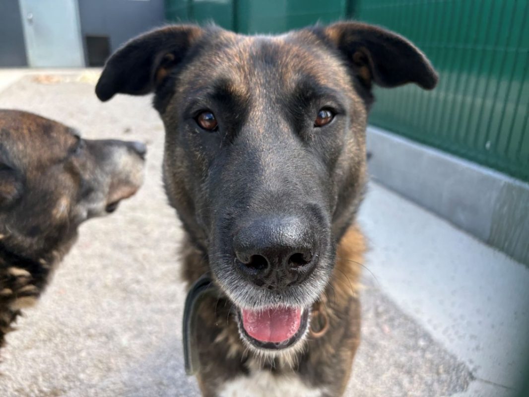 Tayson - Chien Berger Belge Malinois à adopter