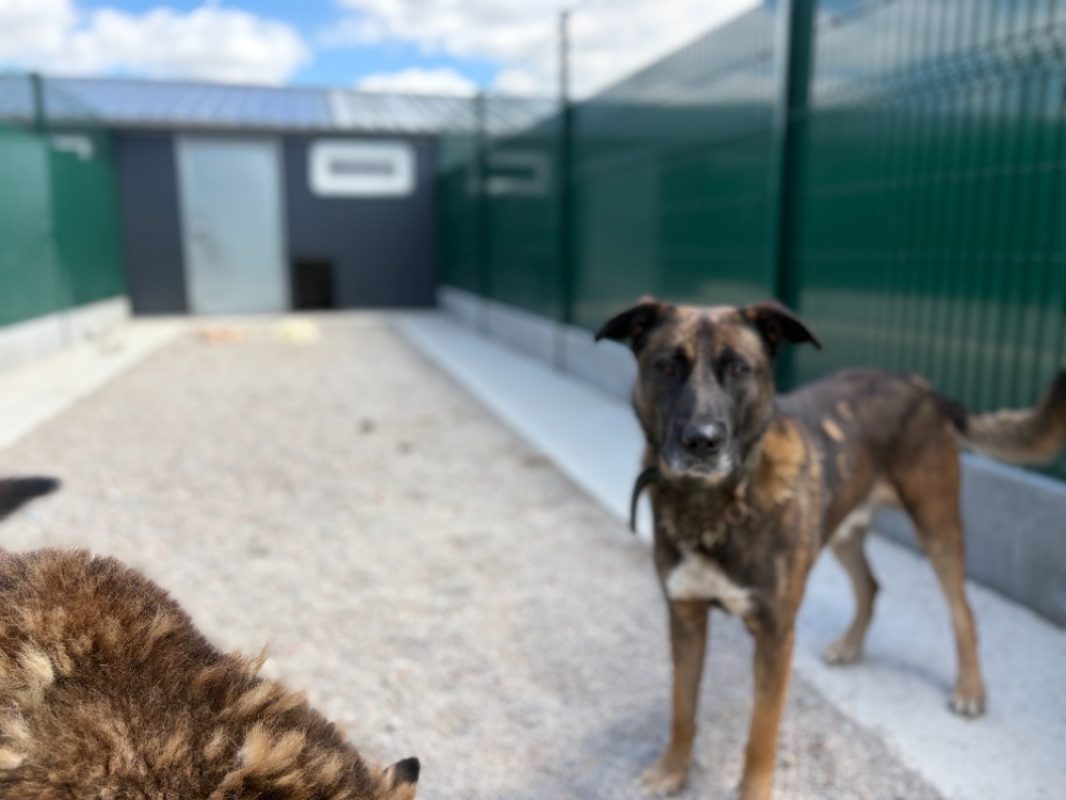 Tayson - Chien Berger Belge Malinois à adopter - photo 2