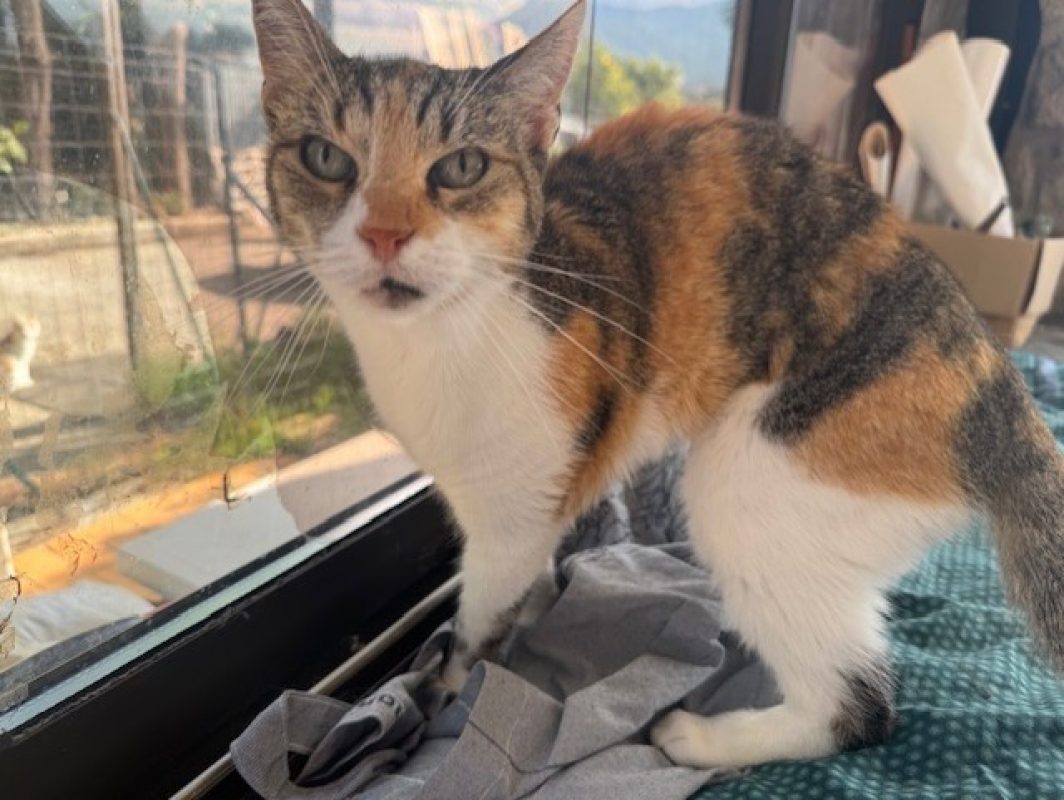 Poussinette - Chat Européen à adopter