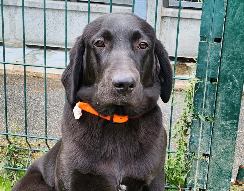 Eliot - Chien à adopter