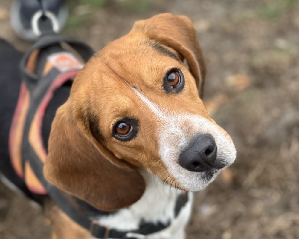 Versus - Chien Beagle à adopter
