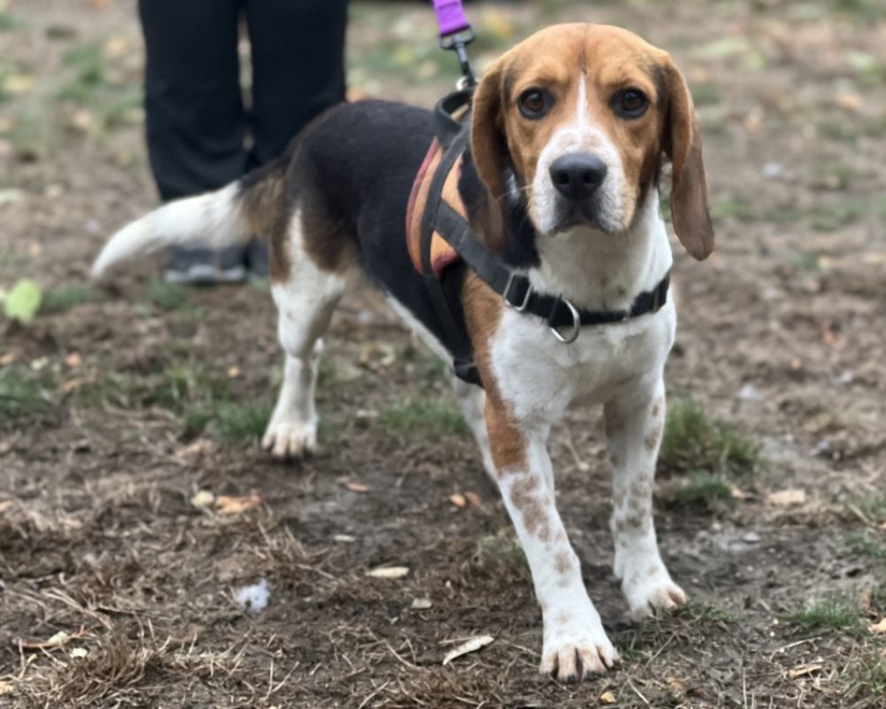 Versus - Chien Beagle à adopter - photo 2