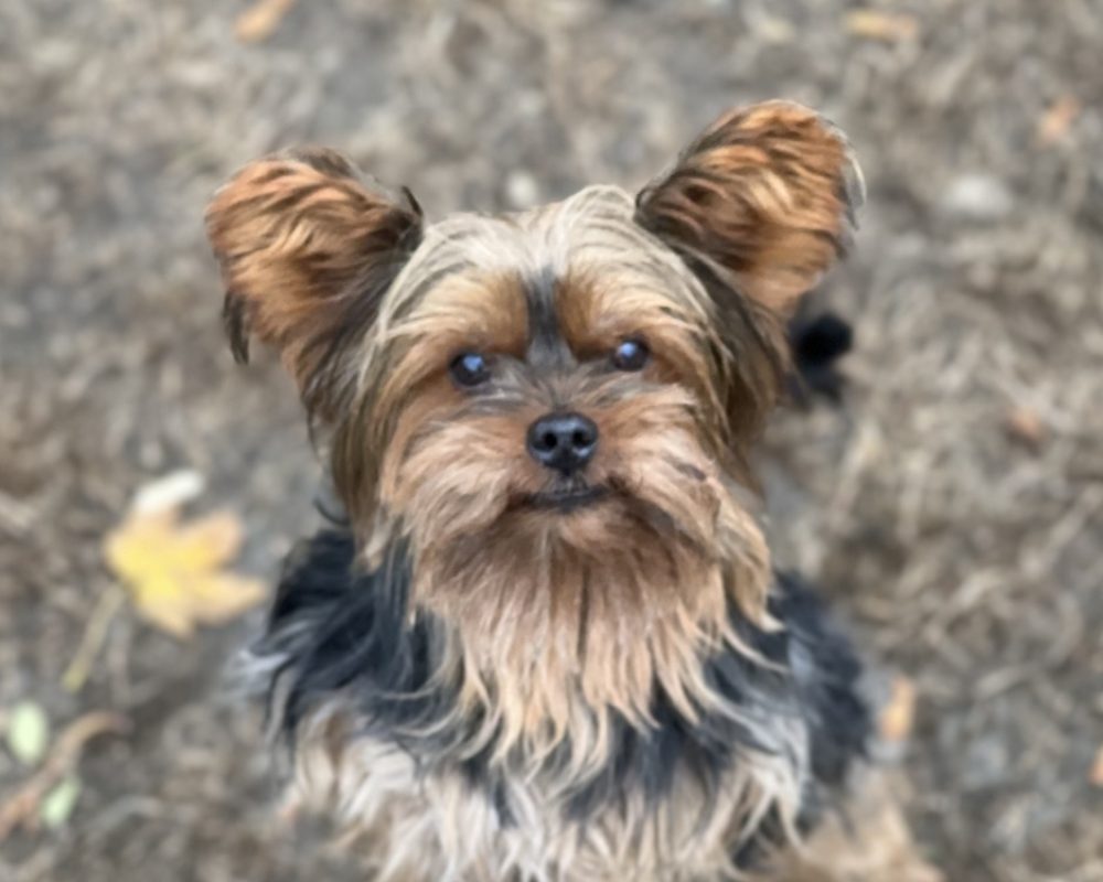 Macho - Chien Yorkshire Terrier à adopter
