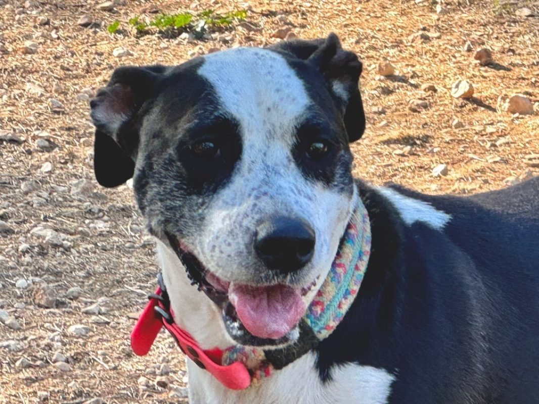 Tartine - Chien à adopter