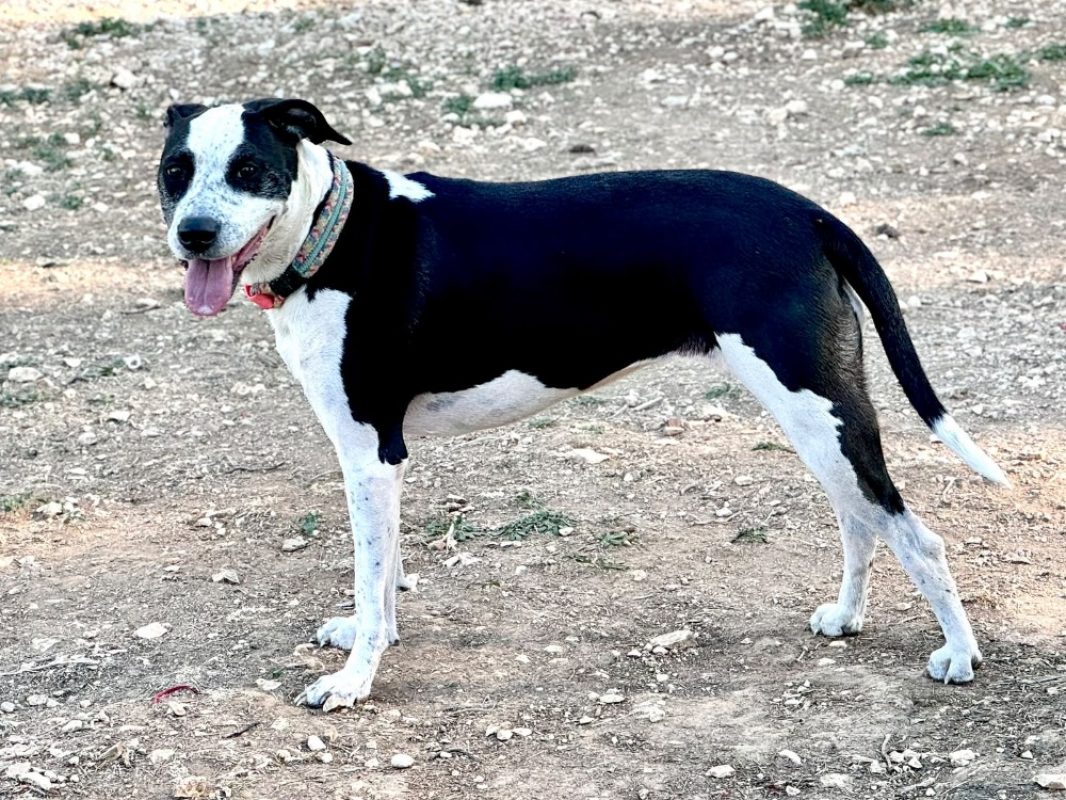 Tartine - Chien à adopter - photo 2