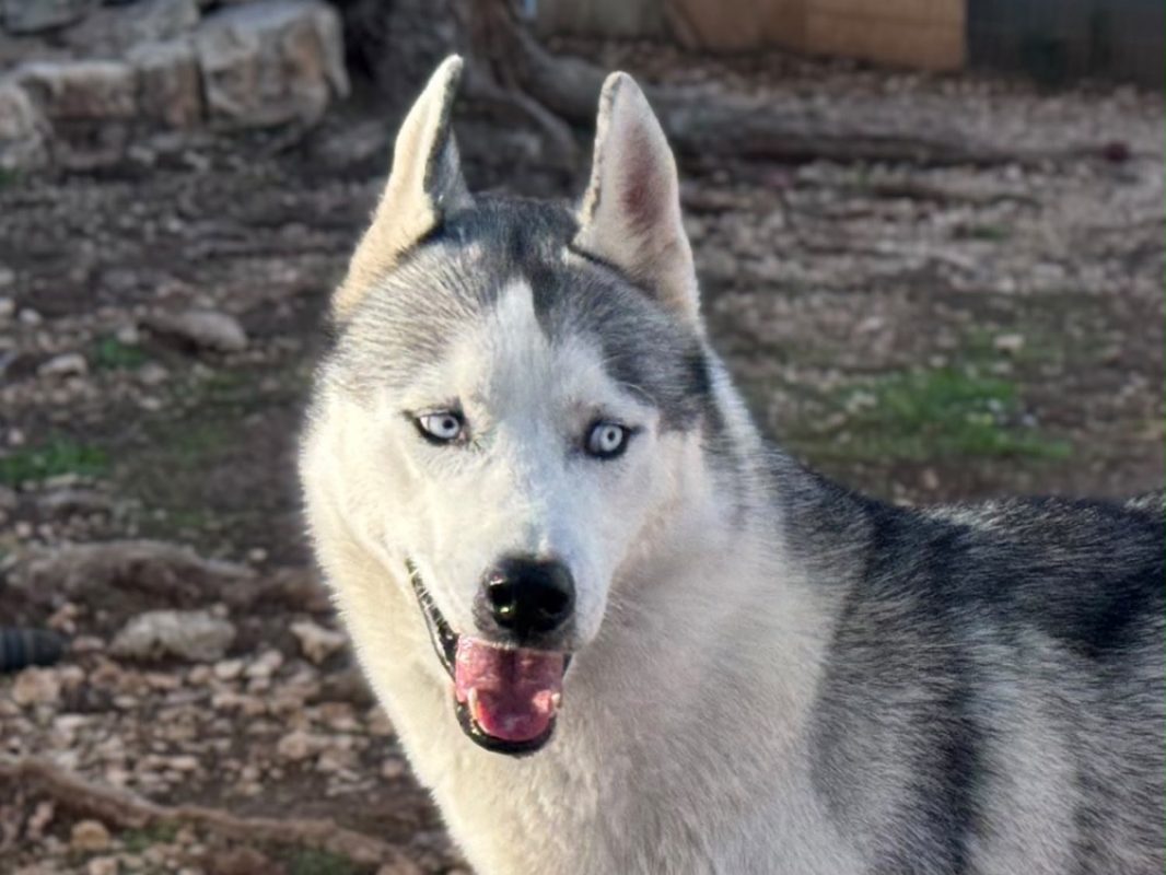 Ghost - Chien Husky Sibérien à adopter