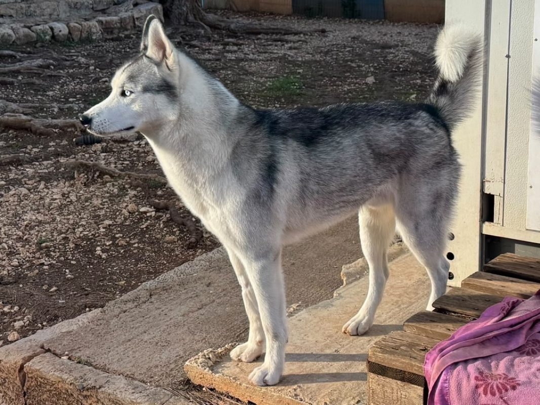 Ghost - Chien Husky Sibérien à adopter - photo 2