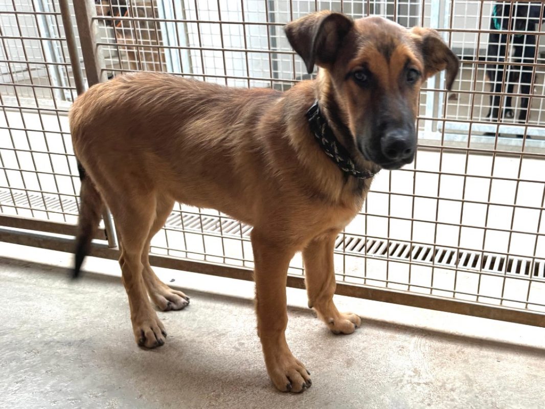 Charybde - Chien Berger à adopter