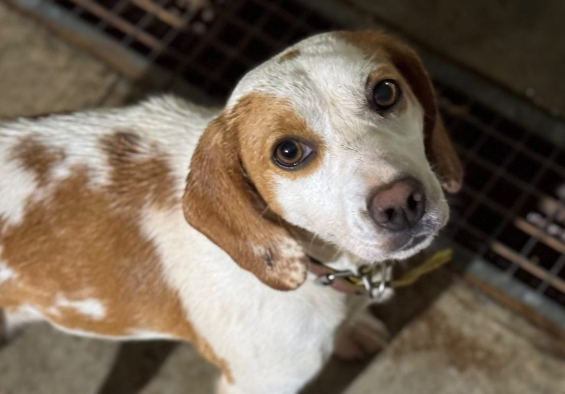 Lizzie bee - Chien Beagle à adopter
