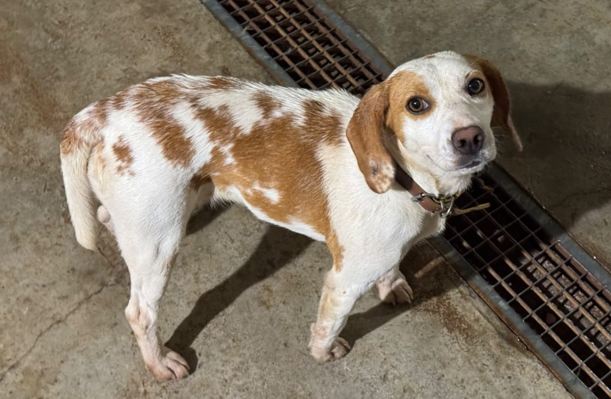Lizzie bee - Chien Beagle à adopter - photo 2