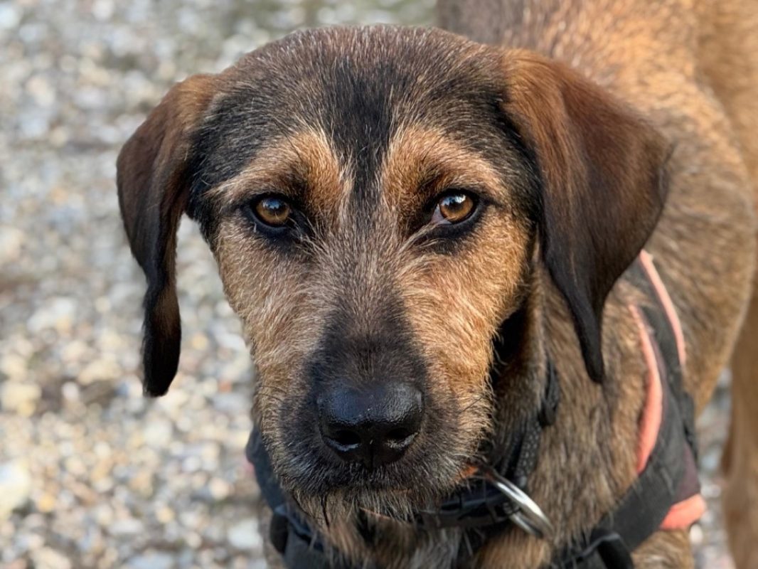 Leela - Chien Briquet Griffon Vendéen à adopter