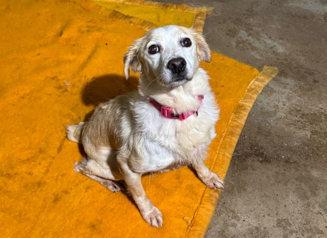 Margaret - Chien Epagneul Allemand à adopter