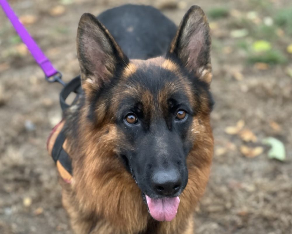 Upper - Chien Berger Allemand à adopter
