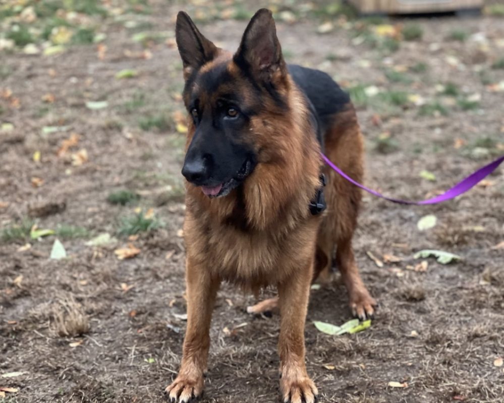 Upper - Chien Berger Allemand à adopter - photo 2