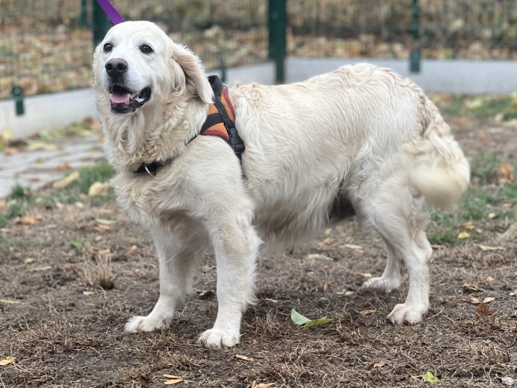 Sierra - Chien à adopter