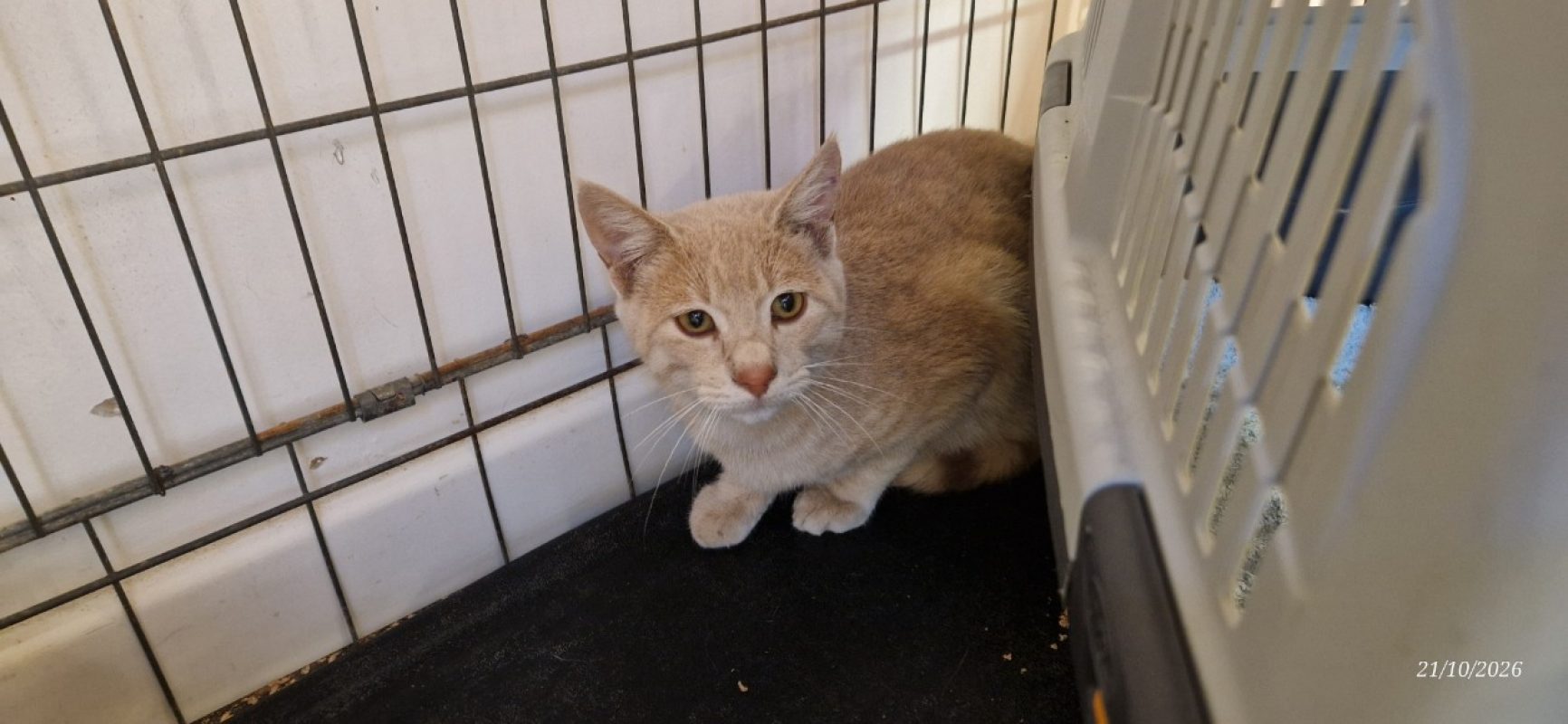 Titi - Chat Européen à adopter