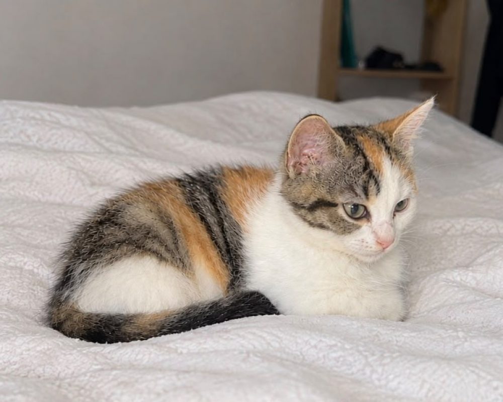 Boskinette - Chat Européen à adopter