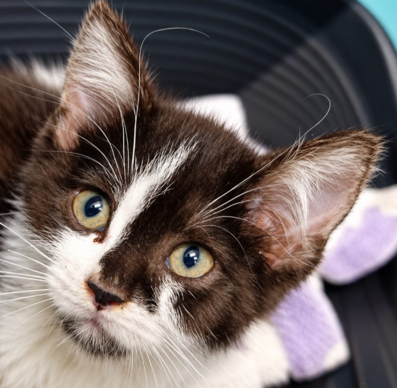 Houat - Chat Européen à adopter