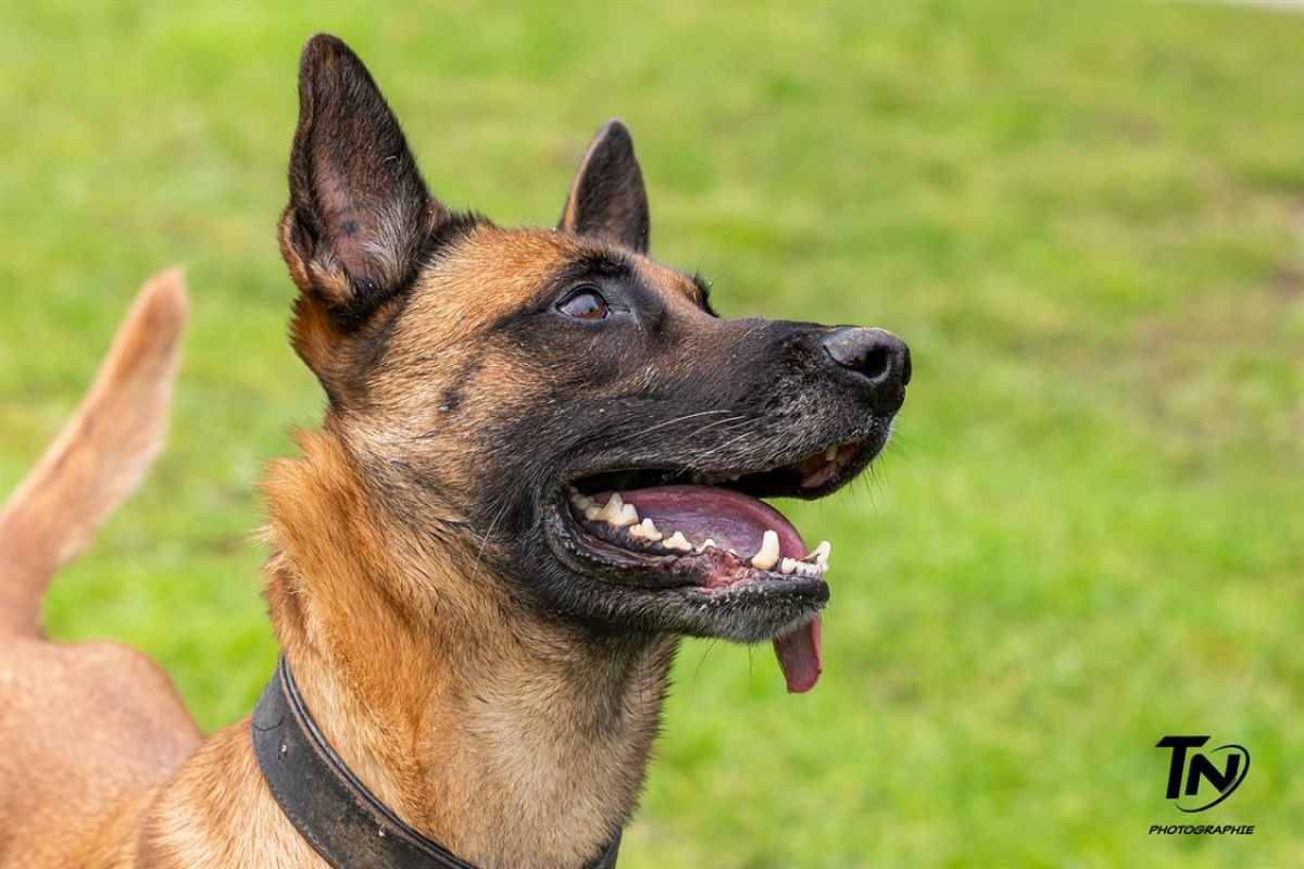 Photo #26 de P'tit coeur