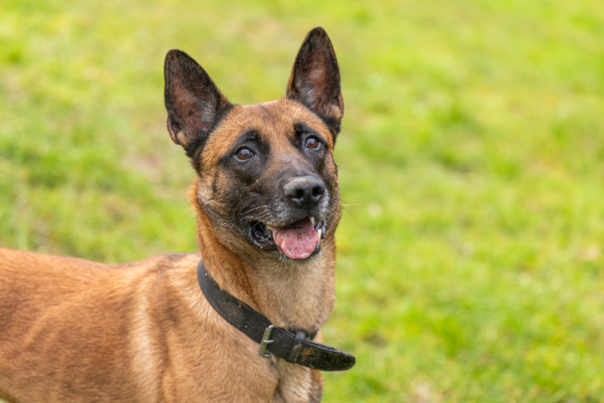 Photo #1 de P'tit coeur