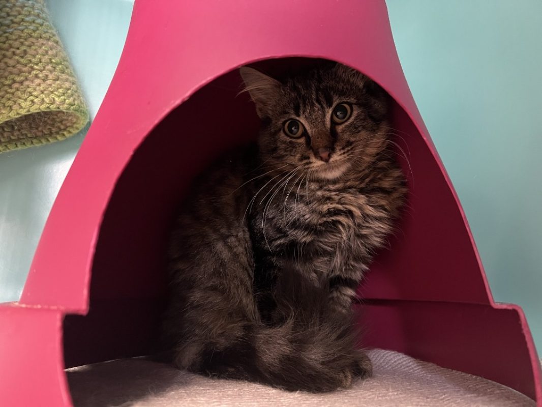 Yeti - Chat Européen à adopter