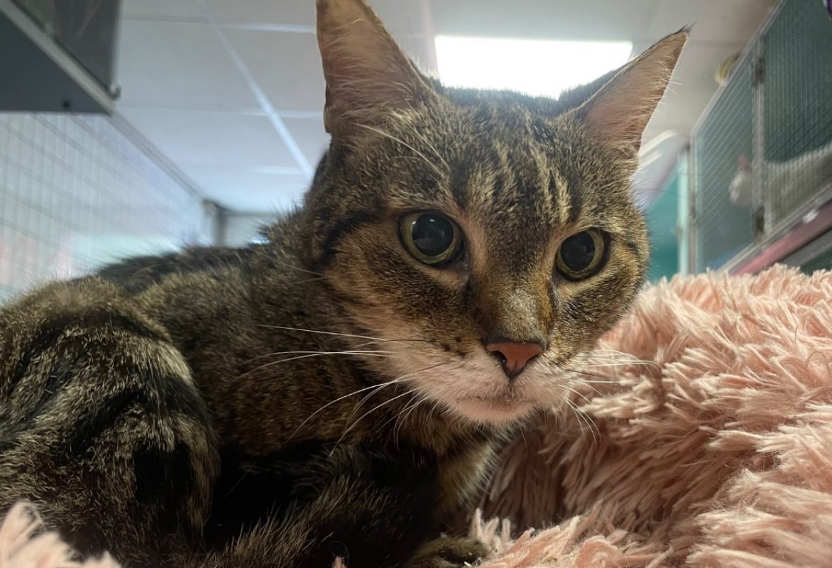 Palourde - Chat Européen à adopter