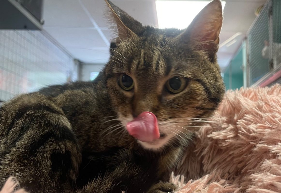 Palourde - Chat Européen à adopter - photo 2