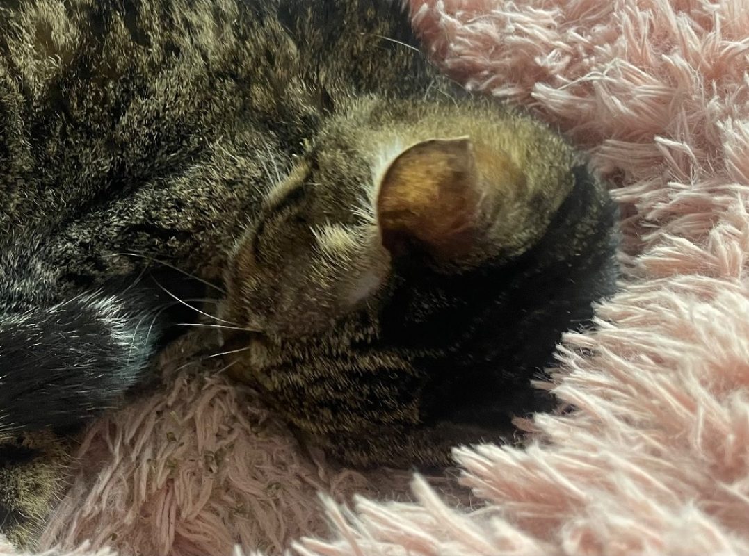 Palourde - Chat Européen à adopter - photo 3