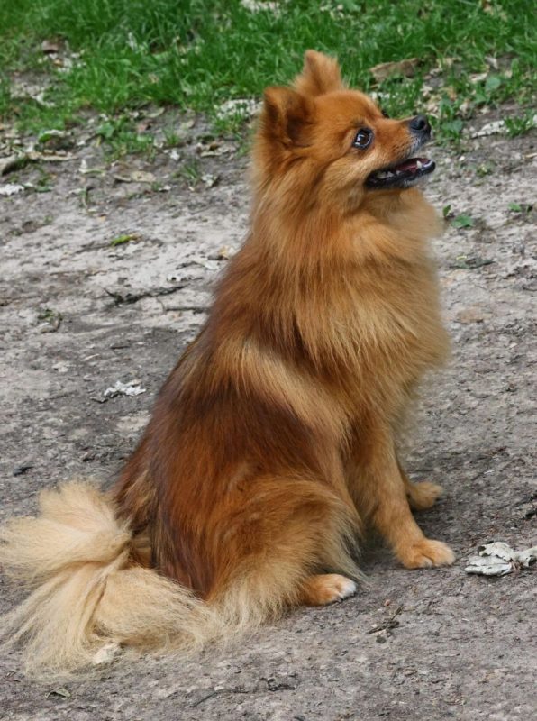 HAVANA - Chien Spitz Allemand nain à adopter - photo 2