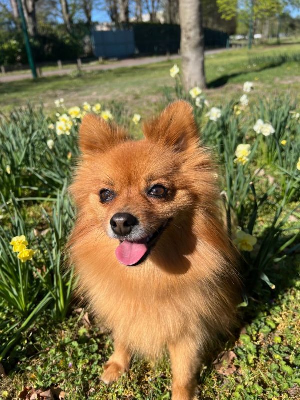 HAVANA - Chien Spitz Allemand nain à adopter